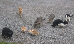 feral-cats colony