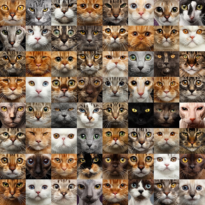 Genetics: Cat coat color and pattern