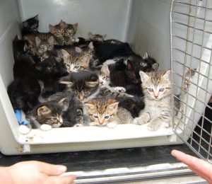 kittens surrendered to shelter