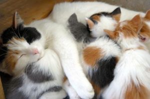 kittensnursing